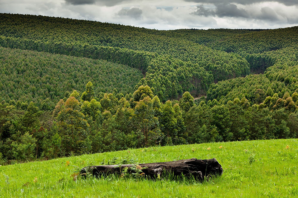 Sappi s Pelletin achieves feed safety assurance certification for its