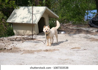 Jindo Island - 진도 Korea to visit in South Korea