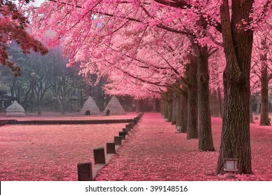 Nami Island - 나미나라 Korea to visit in South Korea