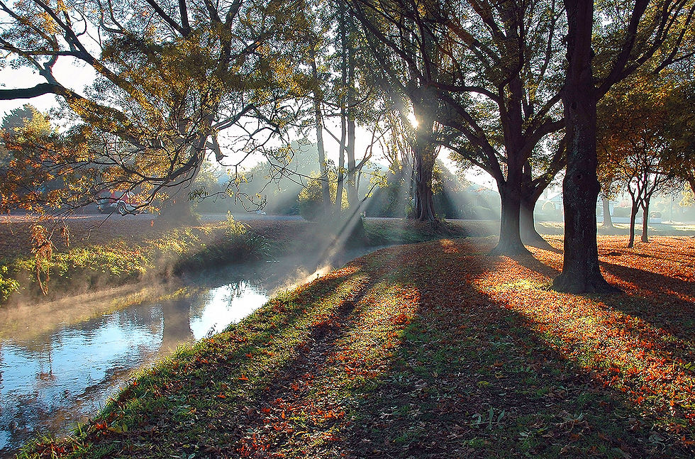 Heathcote Rays.jpg