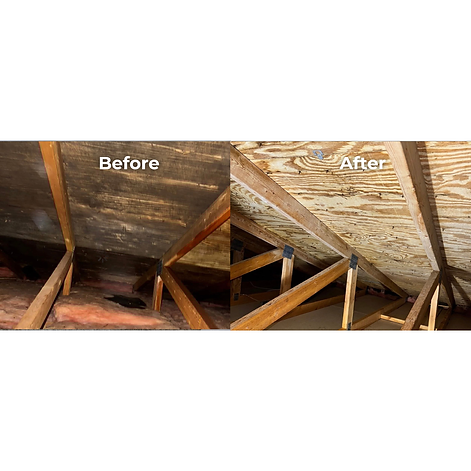 Mold Removal.png
