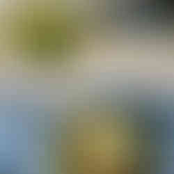 Koreai pirított rizs tojással