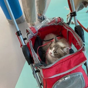 PLAINE DE LA SCARPE A LALLAING AVEC IRIS TILOO NEVY ET PLUME