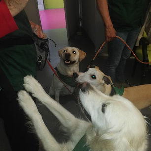 BELLE SÉANCE POUR LA DEUXIÈME POUR SWAN AVEC ROSALIE ET NEVY AUX GODENETTES TRITH ST LEGER