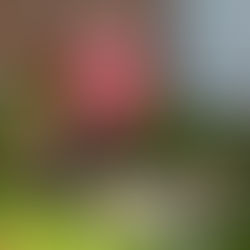 ROSALIE ET UBY AU FOYER NOTRE DAME A AUBRY DU HAINAUT