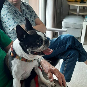 Les Iris Sains en Gohelle AVEC LOTUS NIGHT IDA ET SIDONIE