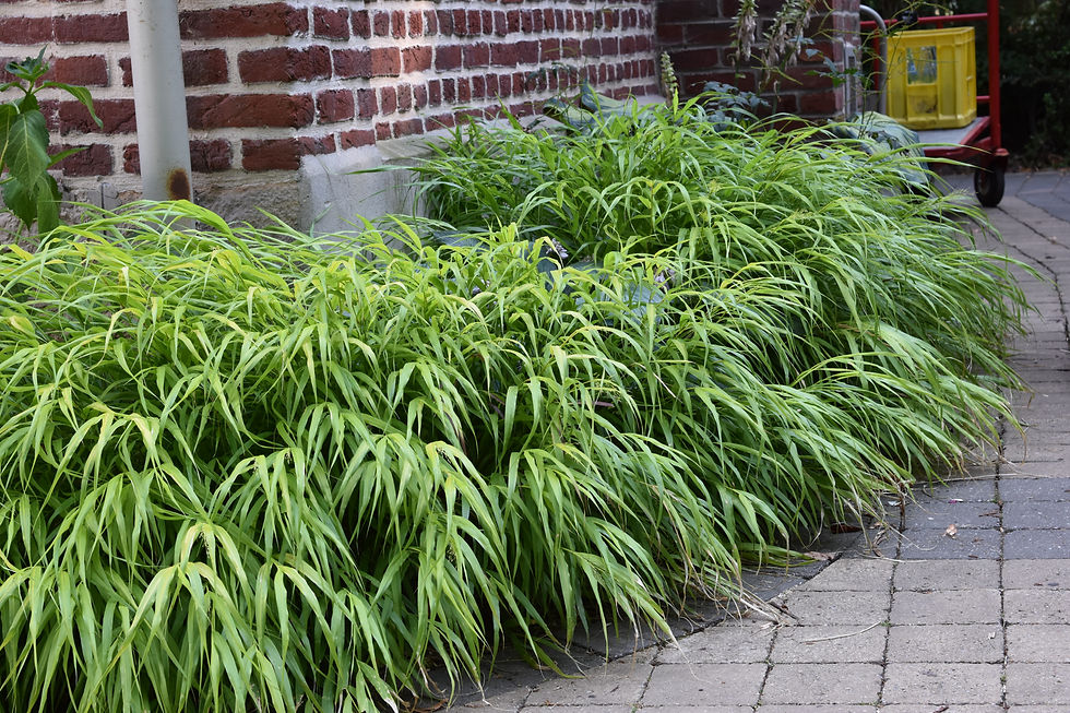 Hakonechloa macra"All Gold"