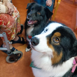 LES ORCHIDEES VENDIN LE VIEIL