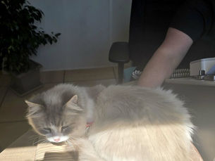 Hygie, Speed, Plume & Ben se sont retrouvés à l’unité de soins palliatifs ce samedi 10 mai en mission câlins pour le plus grand bonheur des patients, des familles et du personnel. Bravo ! Mission a...