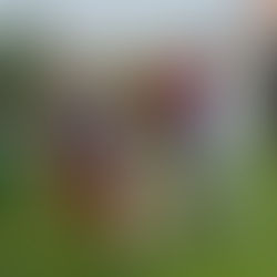 EHPAD DES JARDINS D ALLIUM A ARLEUX AVEC NEPAL YLANG ET TILOO