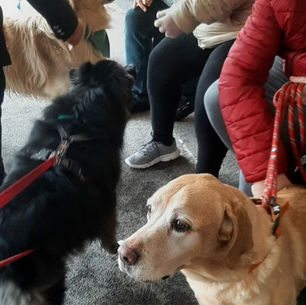 Fidgi,Rebel et Lotus IME Malécot à Lens