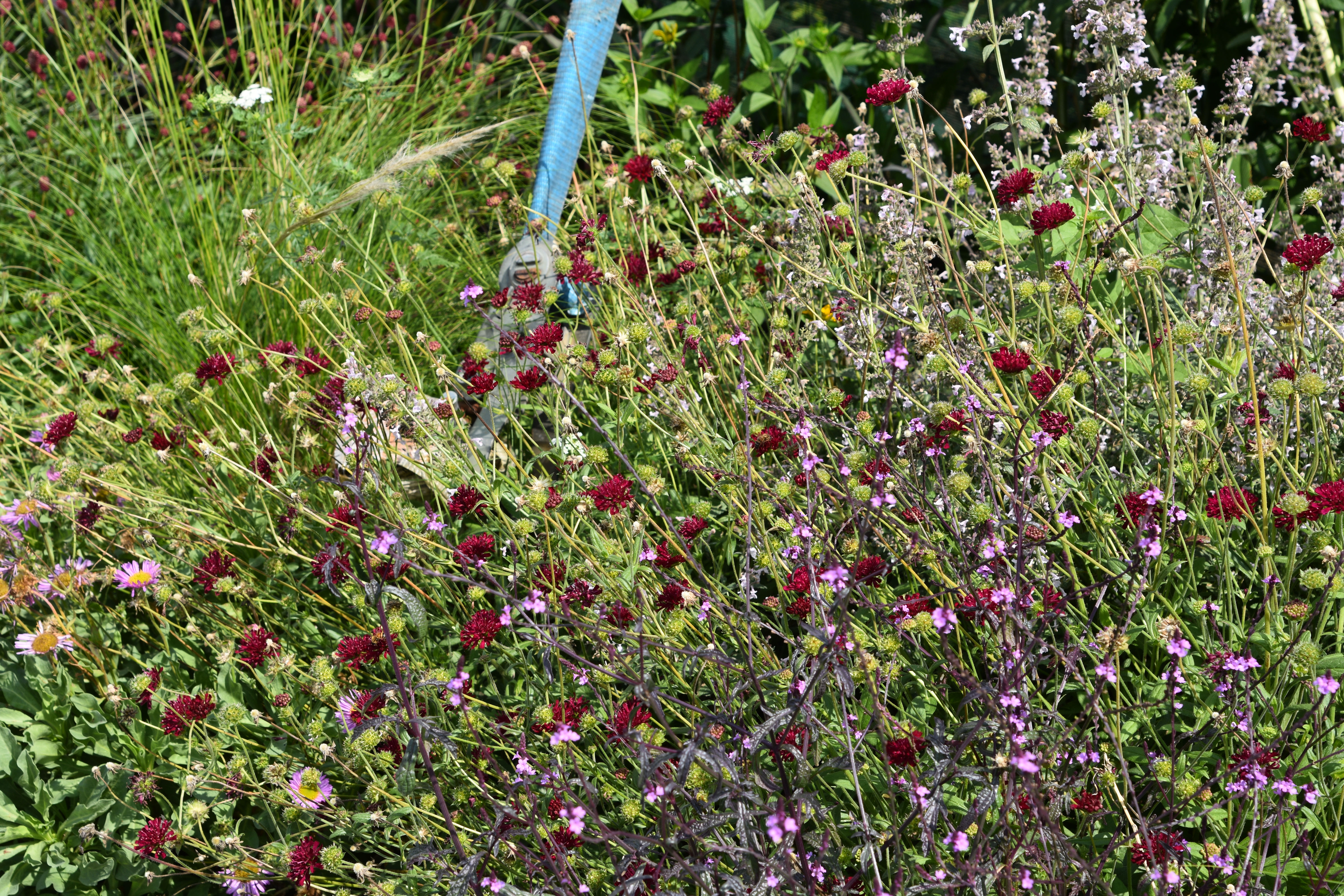 Knautia macedonica 'Mars Midget'