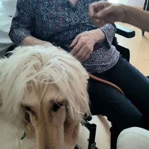 Trois toutous bien dans leurs papattes pour enchanter les résidents de l’EHPAD Les Orchidees de Vendin Le Vieil.Toffee,Tarek & Night.