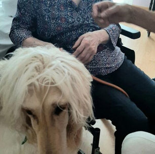 Trois toutous bien dans leurs papattes pour enchanter les résidents de l’EHPAD Les Orchidees de Vendin Le Vieil.Toffee,Tarek & Night.