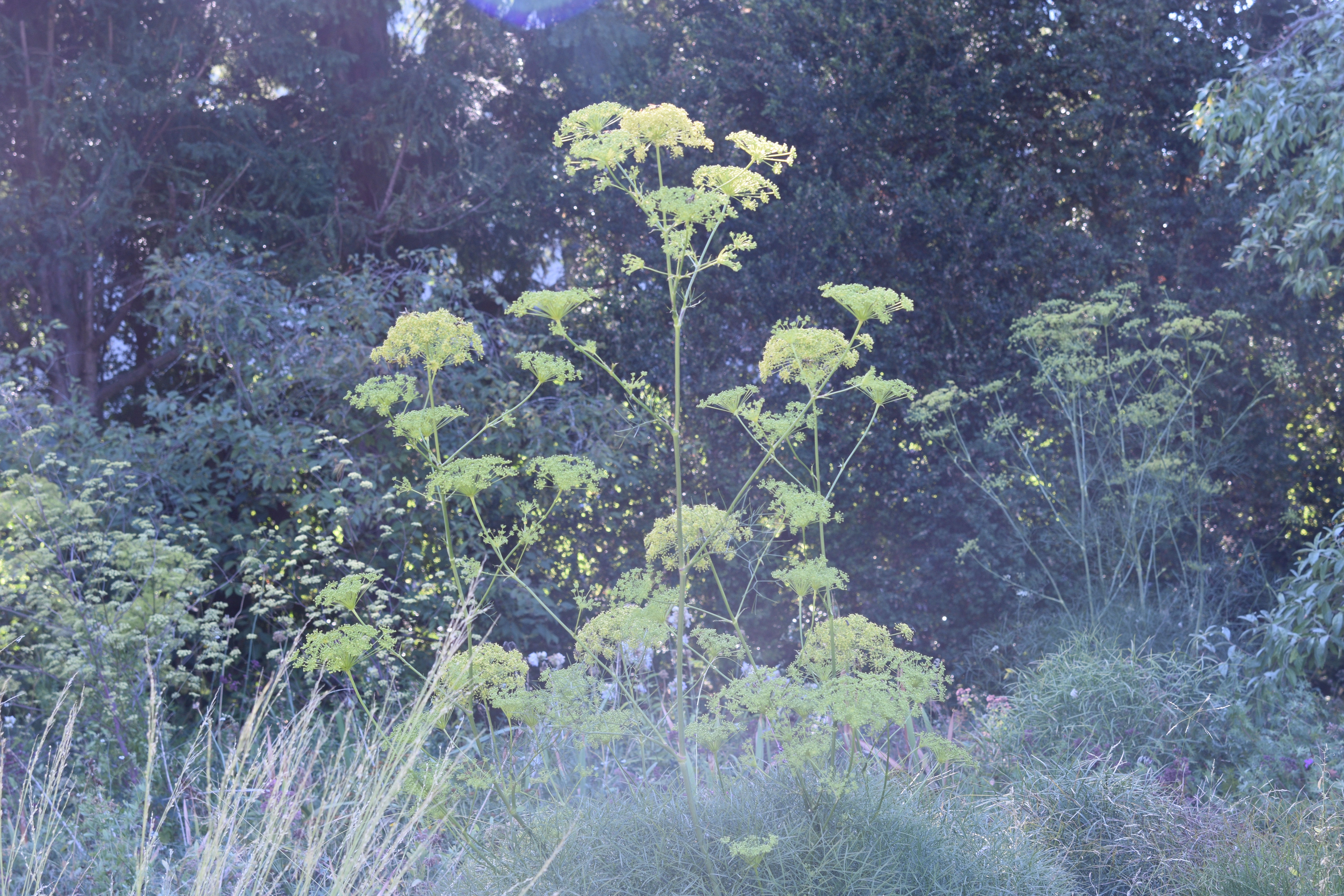 Peucedanum officinalis