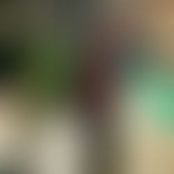 SWANN ROSALIE ET NAVY AUX GODENETTES