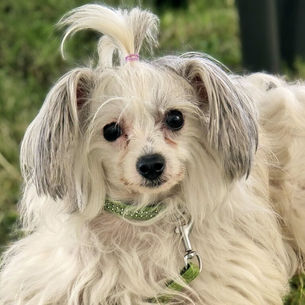 Assemblée Générale & Barbecue de l’association le samedi 29 juin à Nomain – Moment de partage et de convivialité en pleine nature