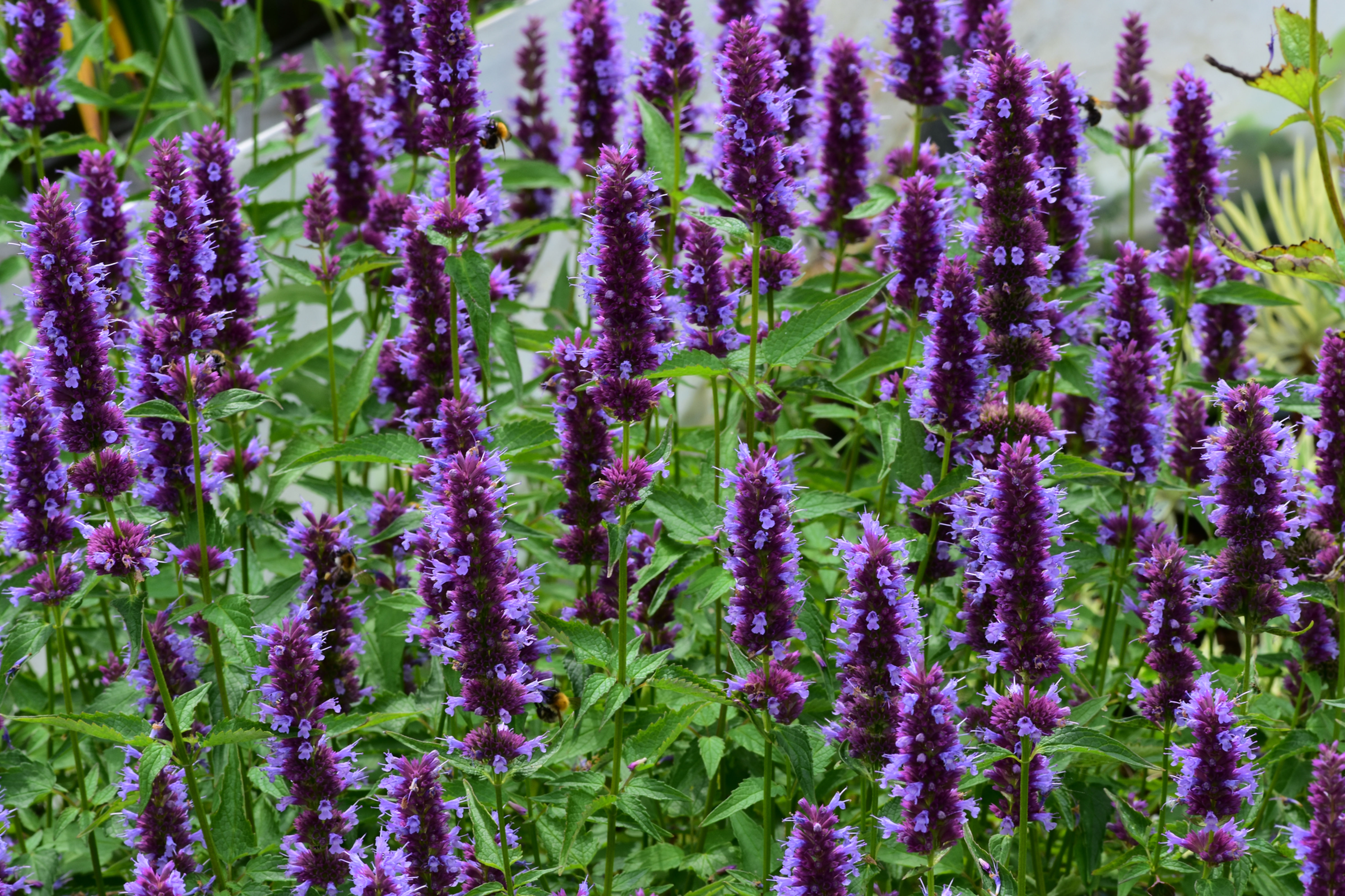 Agastache 'Blue Sangria'