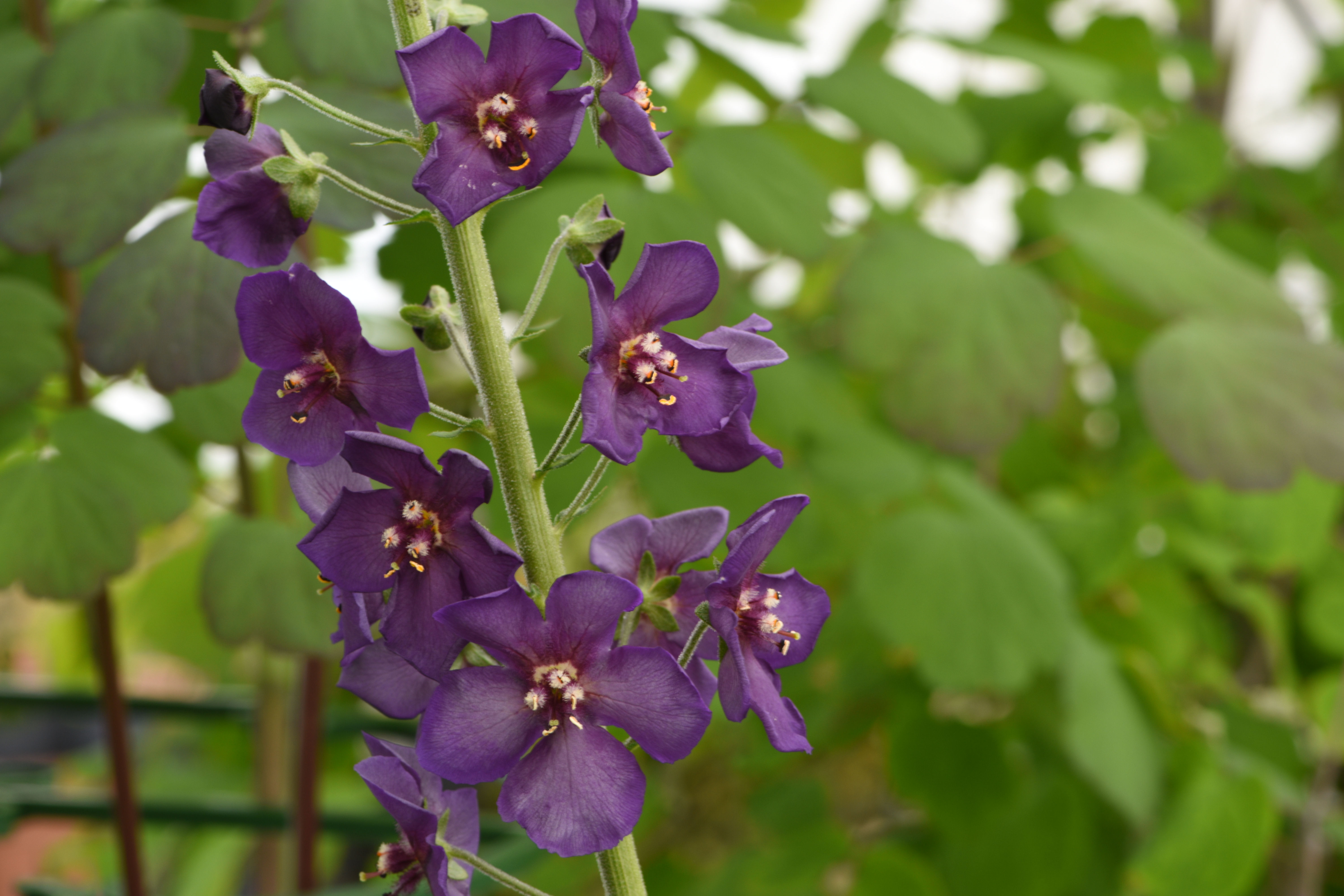 Verbascum phoeniceum 'Violet Hill ' TM