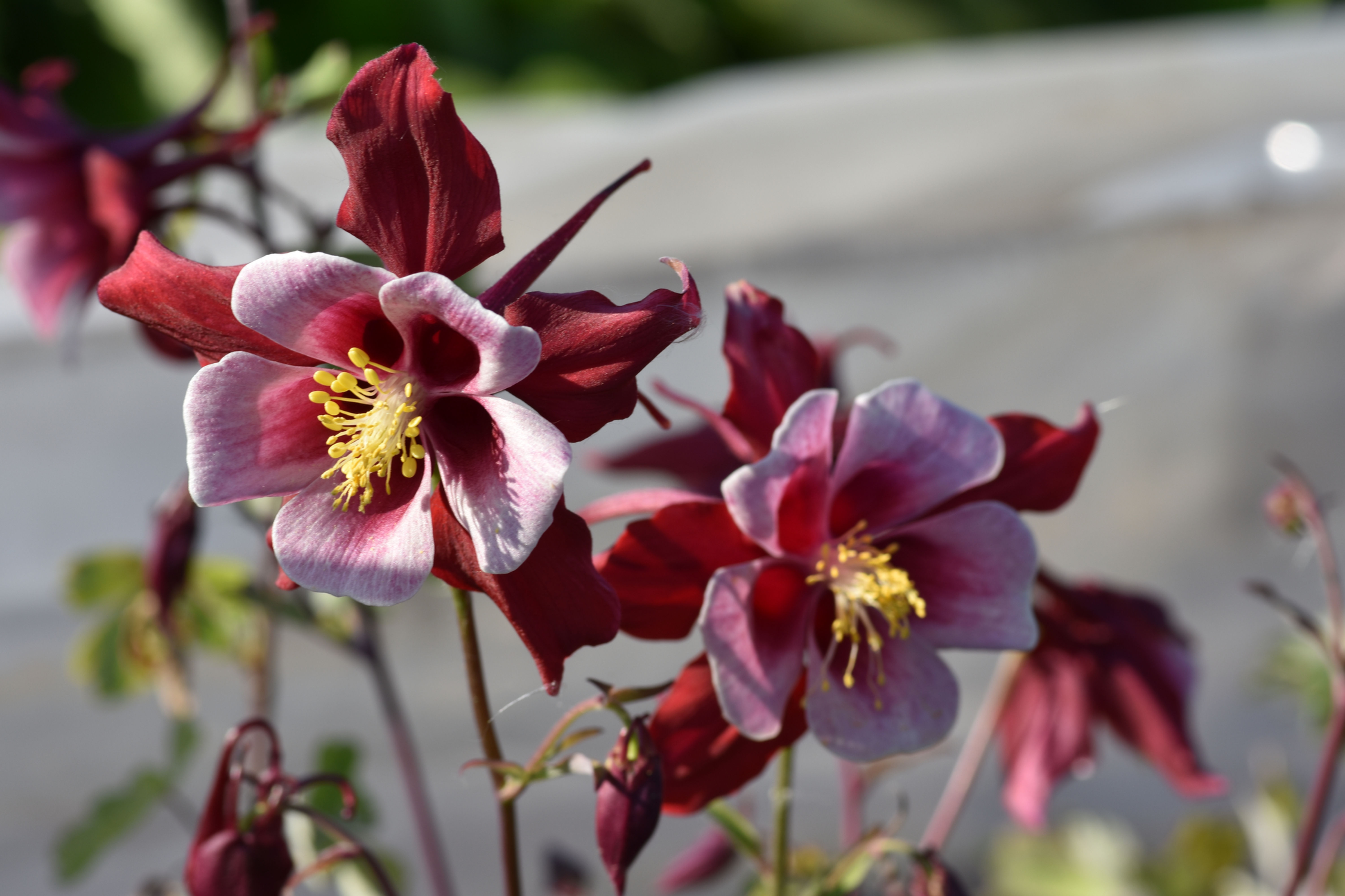Aquilegia F1-Hybr. Caerulea 'Georgia'