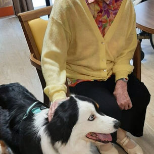 Un bien joli quatuor aux jardins de Liévin. Toffee,Tarek,Nouba & Night.