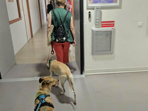 Hygie, Swann, Navy, Ben & Plume ont rendu visite aux patients, aux familles et au personnel de l’unité de soins palliatifs de Valenciennes ce samedi 14 juin.Toujours des moments de partage très émo...
