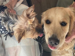 LES MYOSOTIS RAIMBEAUCOURT AVEC TILOO IRIS ET USKA