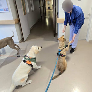 Opaline, Swann, Ben et Plume ont rendu visite aux patients du Centre Constance Pascal de Valenciennes ce samedi 7 juin.Ils ont pu, encore une fois, apporter un grand réconfort à chacun, apaiser les...
