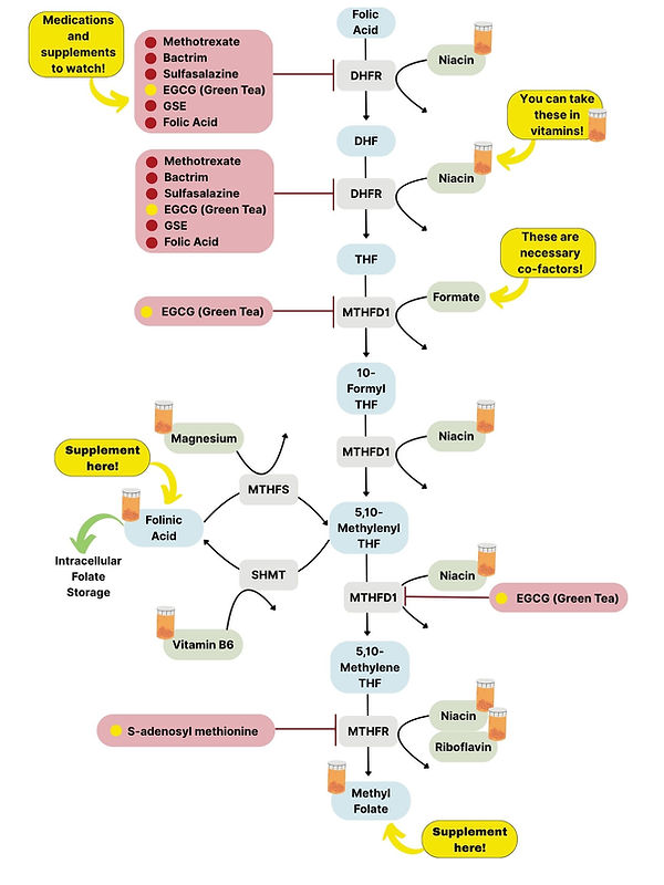 One Carbon Cycle Pathway (1).jpg