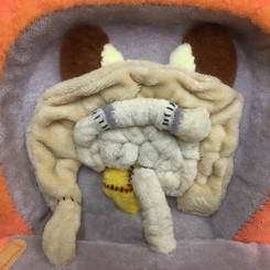 ACE stoma, bladder stoma, removable section of ileum - custom order