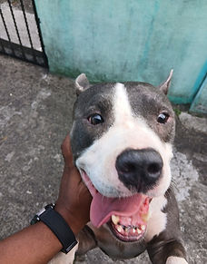 Lo tube desde que tenia 2 años, viví 3 años con èl y ahora lo estoy dando en adopción por motivo de viaje al extranjero. Brandon es muy cariñoso e independiente y cariñoso.