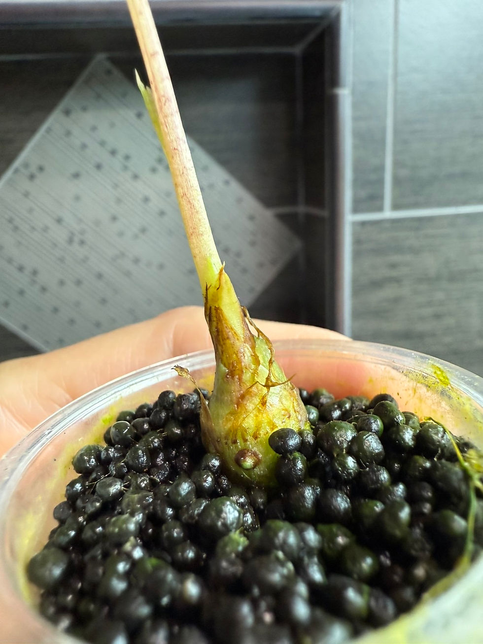 Thumbnail: Variegated Alocasia Black Satun Marble Pink
