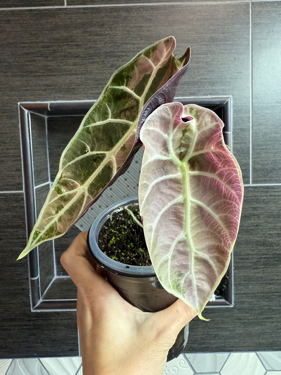 Thumbnail: Variegated Alocasia Watsoniana Doff Pink medium size