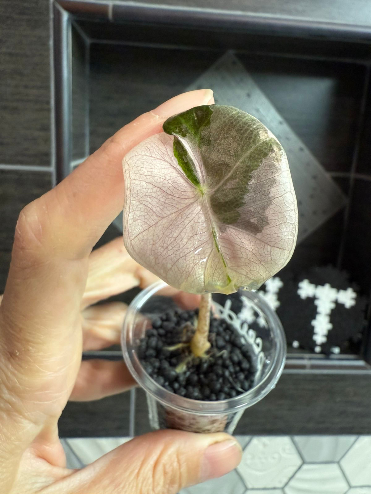 Variegated Alocasia Pseudo Sanderiana Pink baby 