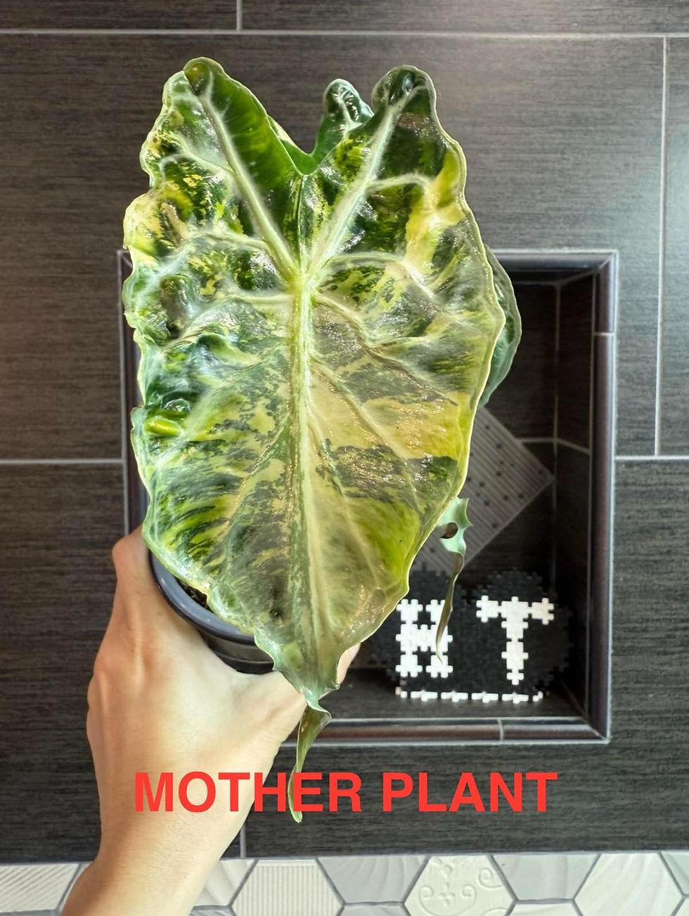 Thumbnail: Variegated Alocasia Venom Aurea