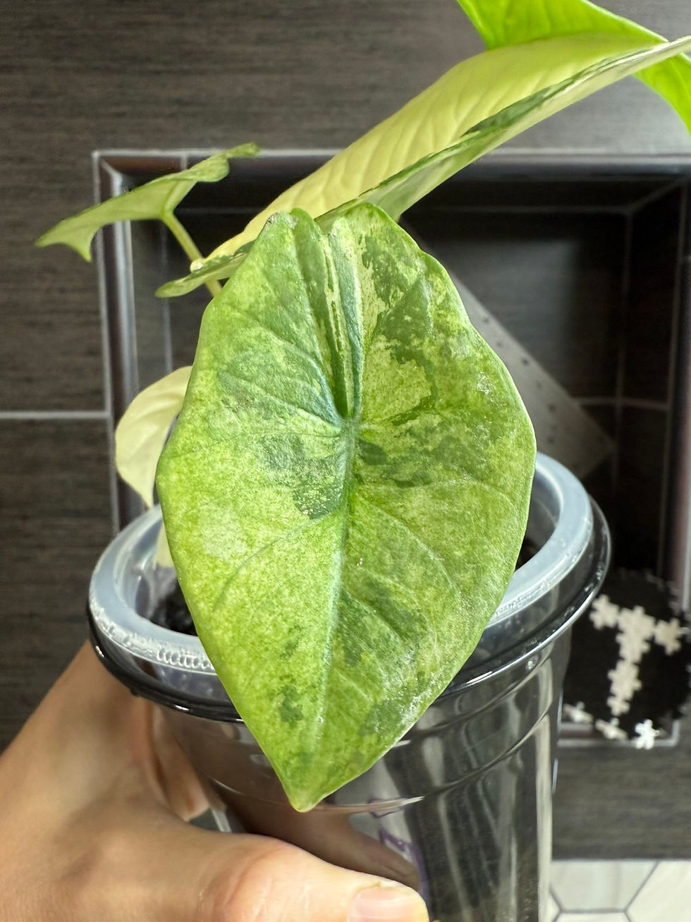 Thumbnail: Variegated Alocasia Platinum Albo Mint