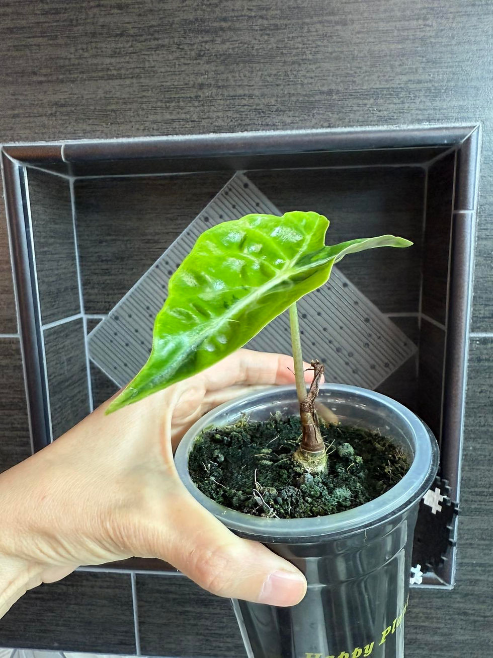 Thumbnail: Variegated Alocasia Venom Aurea