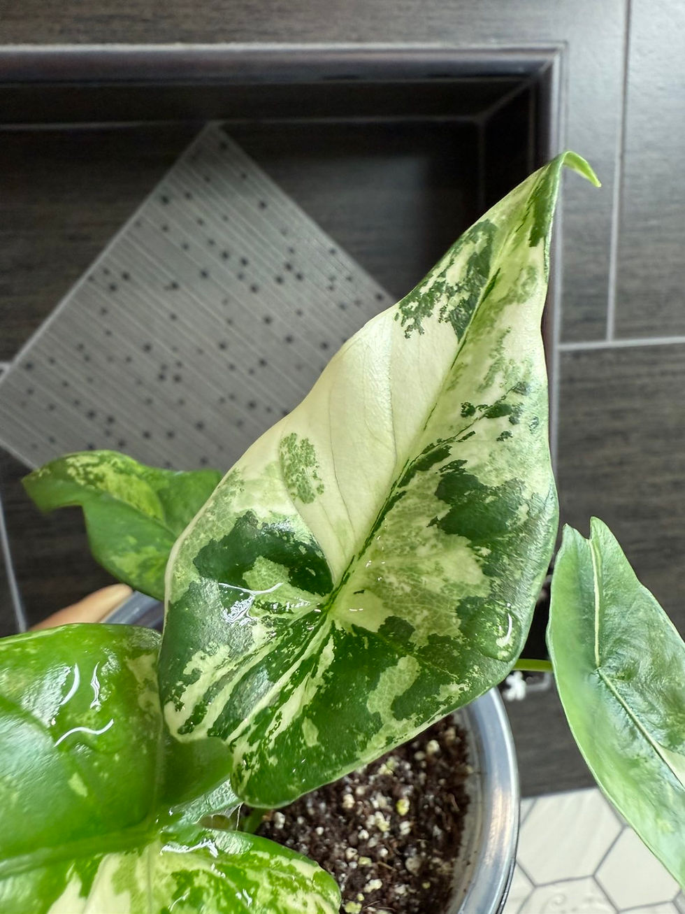 Thumbnail: Variegated Alocasia Simpo Albo