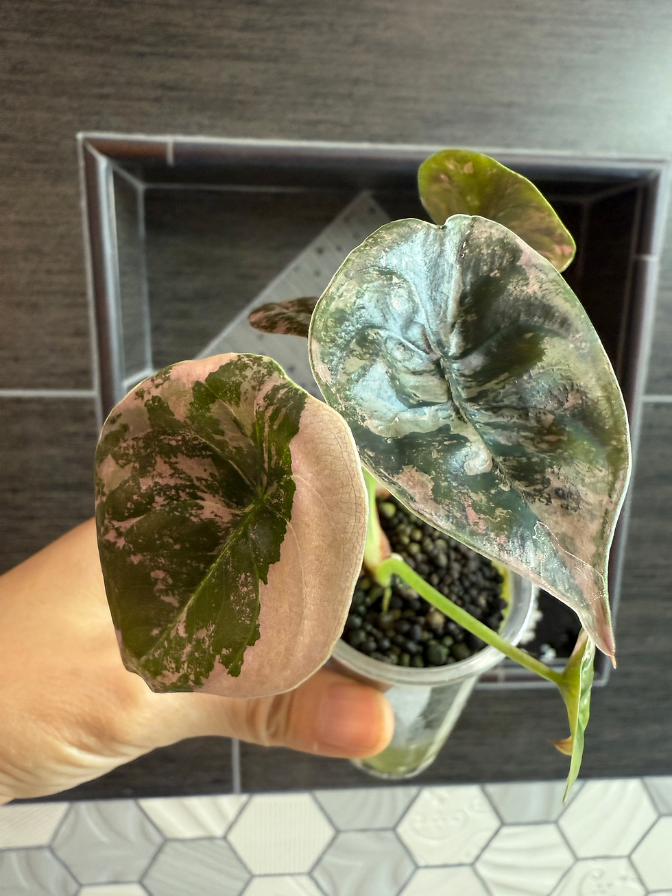 Thumbnail:  Variegated Alocasia Cuprea Pink Latte Baby