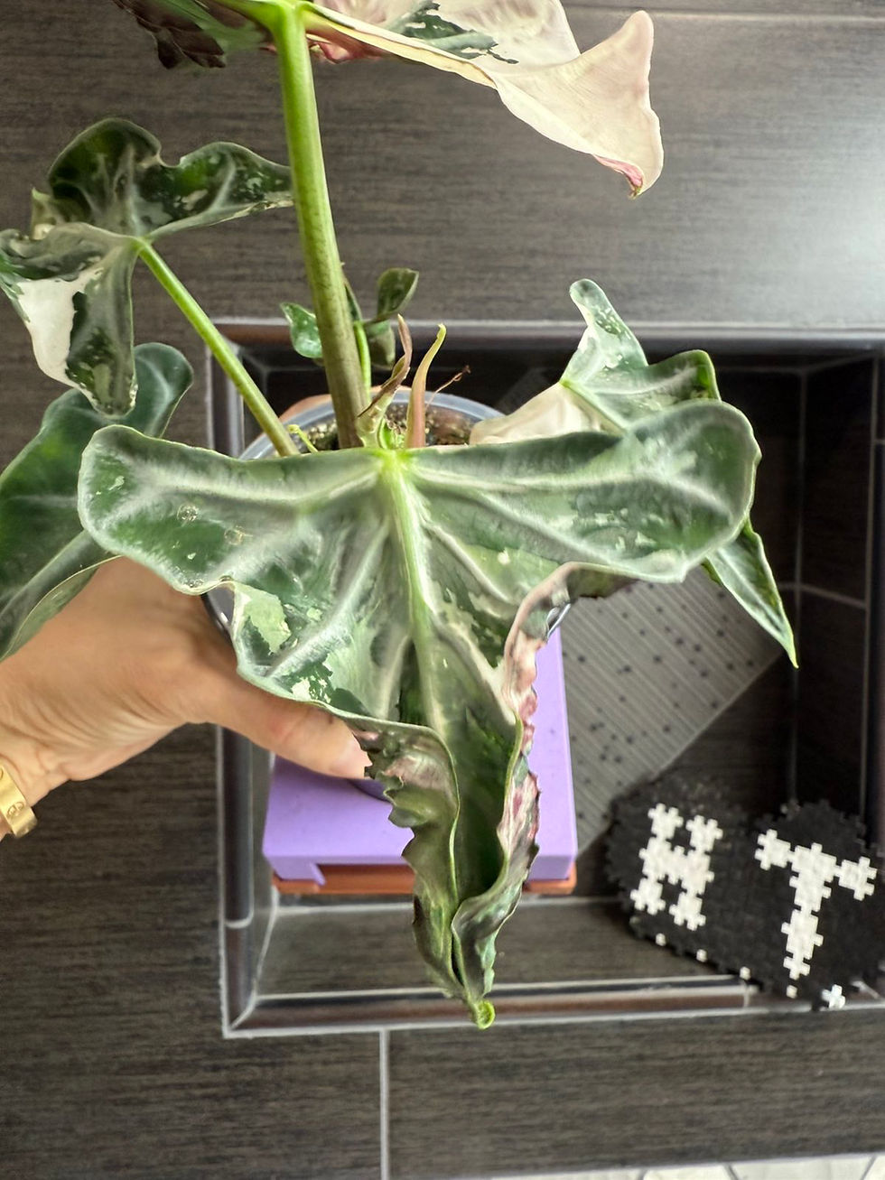 Thumbnail: Variegated Alocasia Pink Vein Loco Albo Pink CORM. 1 corm