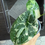Thumbnail: Not for Sale - Variegated Alocasia Chaii - 