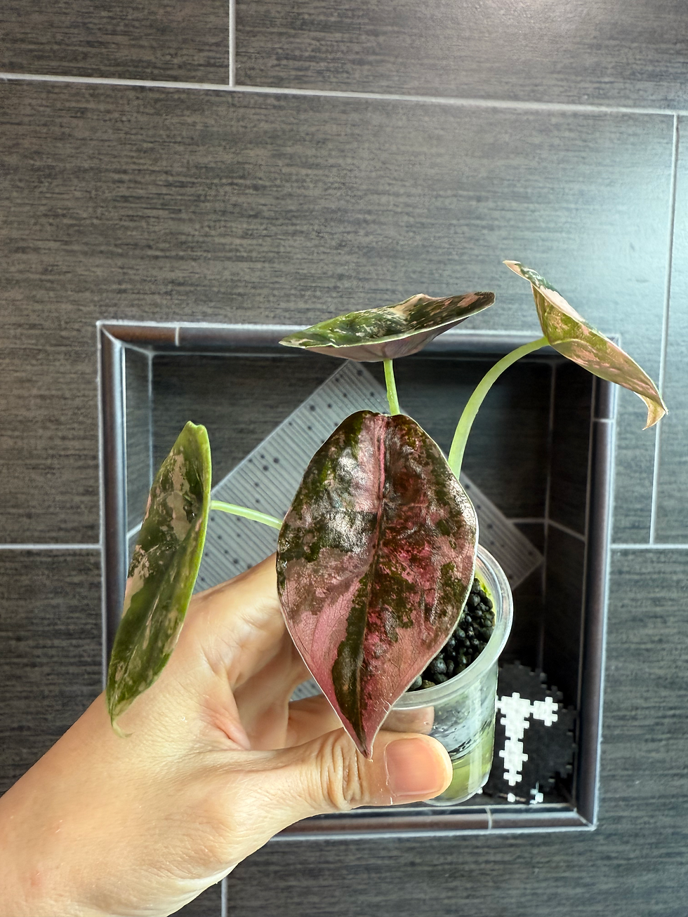 Thumbnail:  Variegated Alocasia Cuprea Pink Latte Baby