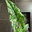 Thumbnail: Variegated Alocasia Simpo Albo