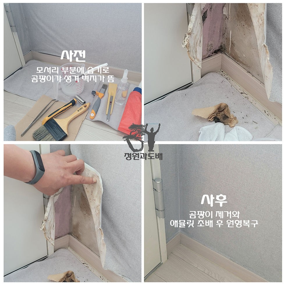 벽지속 곰팡이제거 곰팡이벽지 부분도배 - 정원과도배