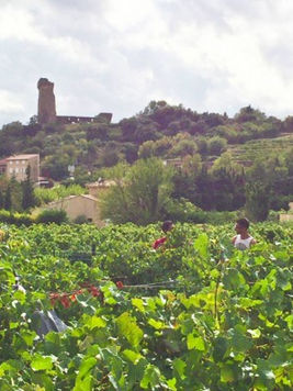 A scenic view of Domaine du Pegau winery with lush vineyards in the foreground and the classic French estate under a clear blue sky
