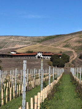 "Exterior view of Dragonette Cellars winery with lush vineyards under a clear blue sky in Santa Barbara wine country."