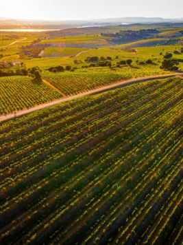 Vineyard panorama at Domaine André Brunel with rows of grapevines under a clear blue sky