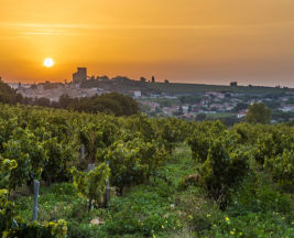 Domaine du Vieux Télégraphe vineyards with expansive rows of grapevines under the Provence sun