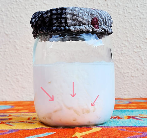 milk kefir fermenting in a glass jar