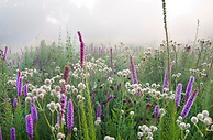 Prairie meadow at the Barn Garden by Tom Stuart-Smith